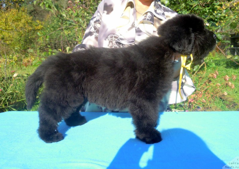 Фото: ньюфаундленд Alfa Dar Oksa Alisa (Альфа Дар Окса Алиса)