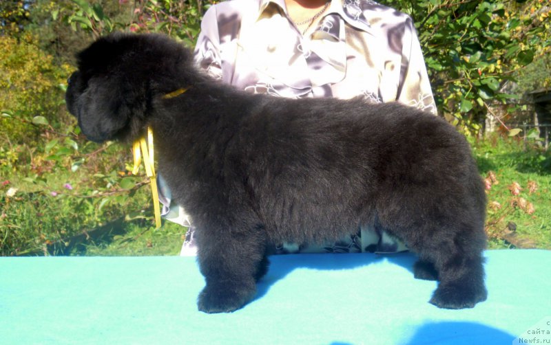 Фото: ньюфаундленд Alfa Dar Oksa Alisa (Альфа Дар Окса Алиса)