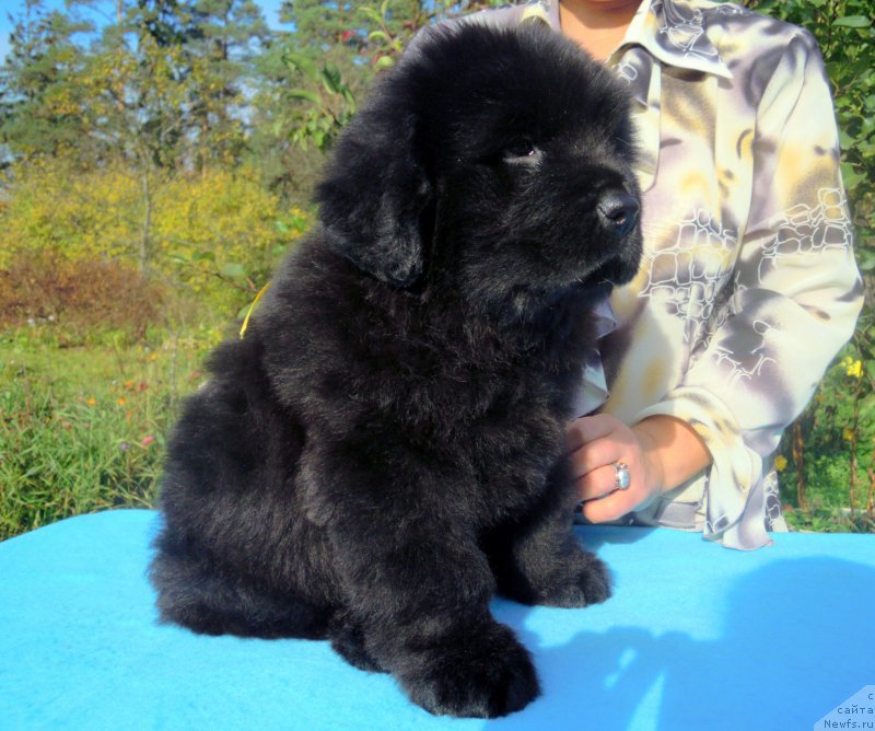 Фотография № 165272