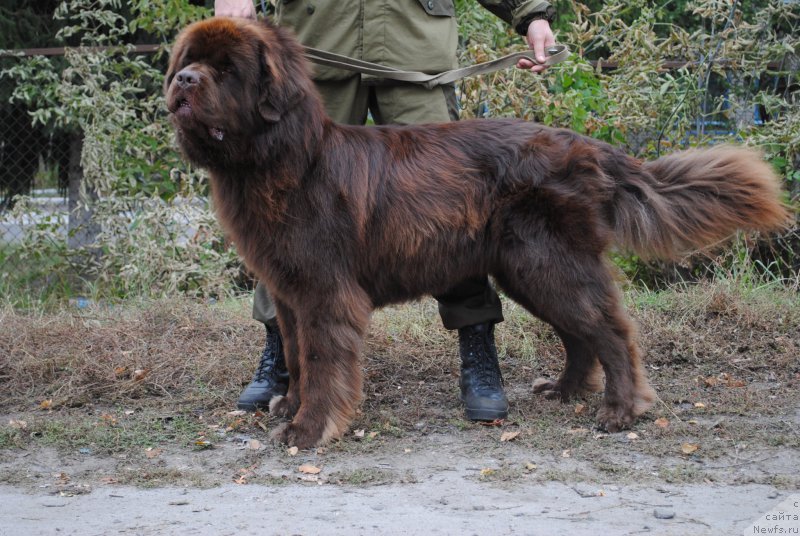 Фото: ньюфаундленд Flirtujuschii Frant s Berega Dona (Флиртующий Франт с Берега Дона)