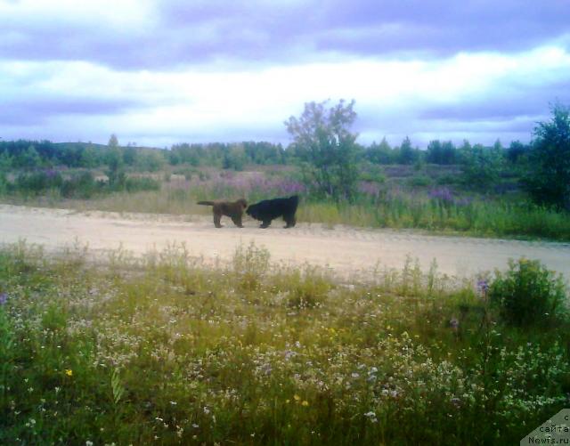 Фото: ньюфаундленд Zenon Zacharovannyiy Princ (Зенон Зачарованный Принц), ньюфаундленд Bavariya (Бавария)