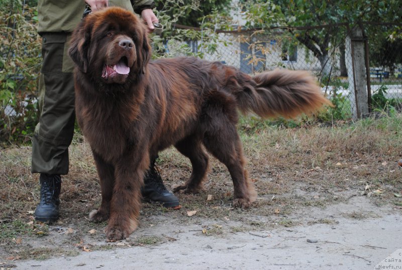 Фото: ньюфаундленд Flirtujuschii Frant s Berega Dona (Флиртующий Франт с Берега Дона)