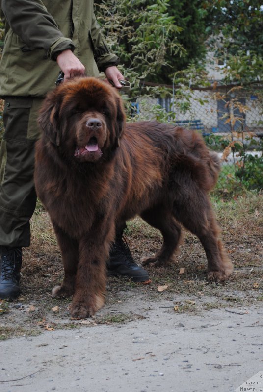 Фото: ньюфаундленд Flirtujuschii Frant s Berega Dona (Флиртующий Франт с Берега Дона)