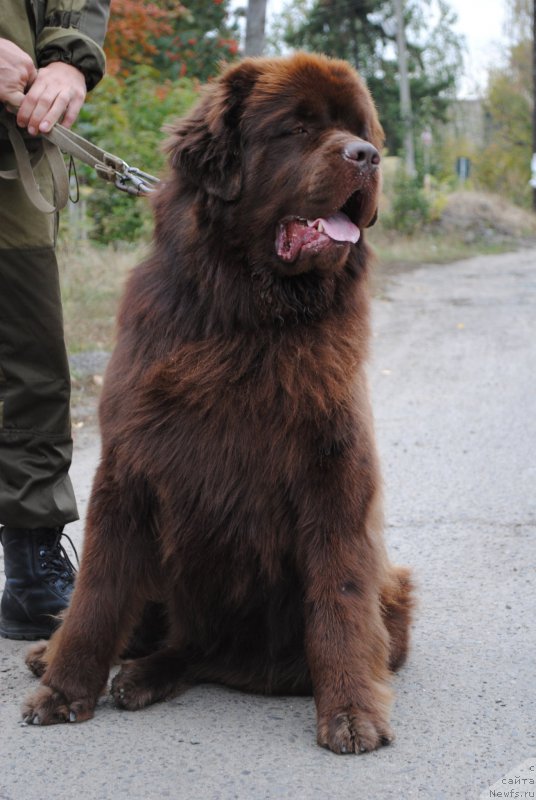 Фото: ньюфаундленд Flirtujuschii Frant s Berega Dona (Флиртующий Франт с Берега Дона)