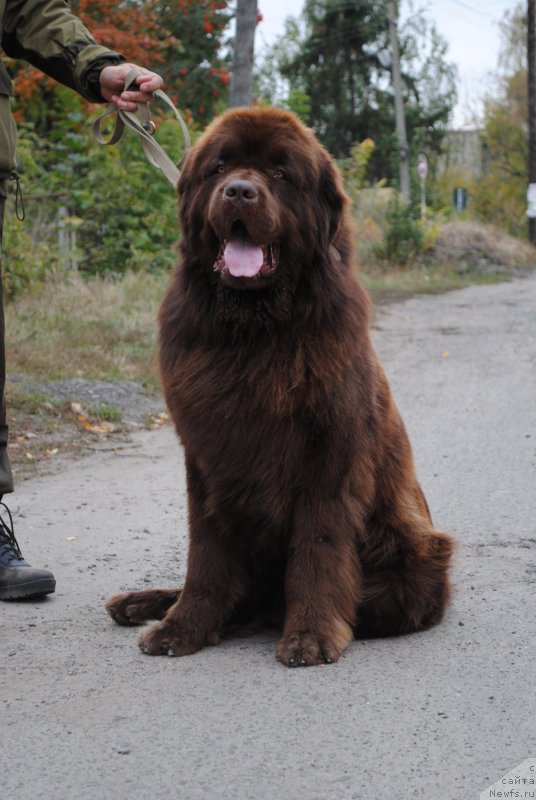 Фото: ньюфаундленд Flirtujuschii Frant s Berega Dona (Флиртующий Франт с Берега Дона)