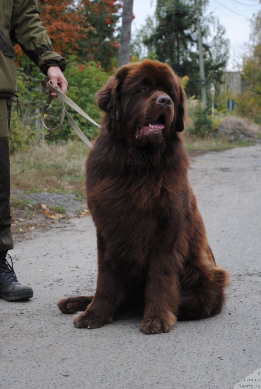 Фото: ньюфаундленд Flirtujuschii Frant s Berega Dona (Флиртующий Франт с Берега Дона)