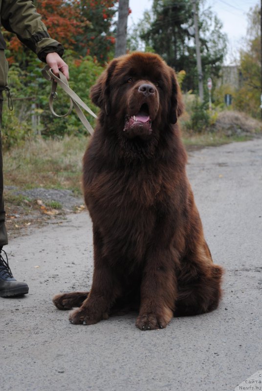 Фото: ньюфаундленд Flirtujuschii Frant s Berega Dona (Флиртующий Франт с Берега Дона)