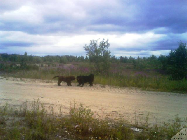 Фото: ньюфаундленд Zenon Zacharovannyiy Princ (Зенон Зачарованный Принц), ньюфаундленд Bavariya (Бавария)