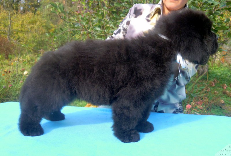 Фото: ньюфаундленд Al'fa Dar Oksa Azayatushka (Альфа Дар Окса Азаятушка)