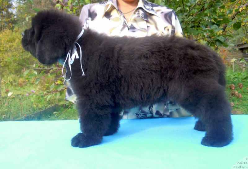 Фото: ньюфаундленд Al'fa Dar Oksa Azayatushka (Альфа Дар Окса Азаятушка)