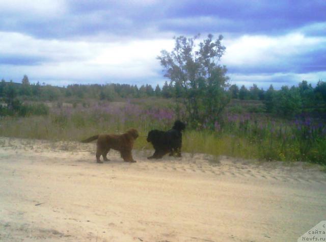 Фото: ньюфаундленд Zenon Zacharovannyiy Princ (Зенон Зачарованный Принц), ньюфаундленд Bavariya (Бавария)