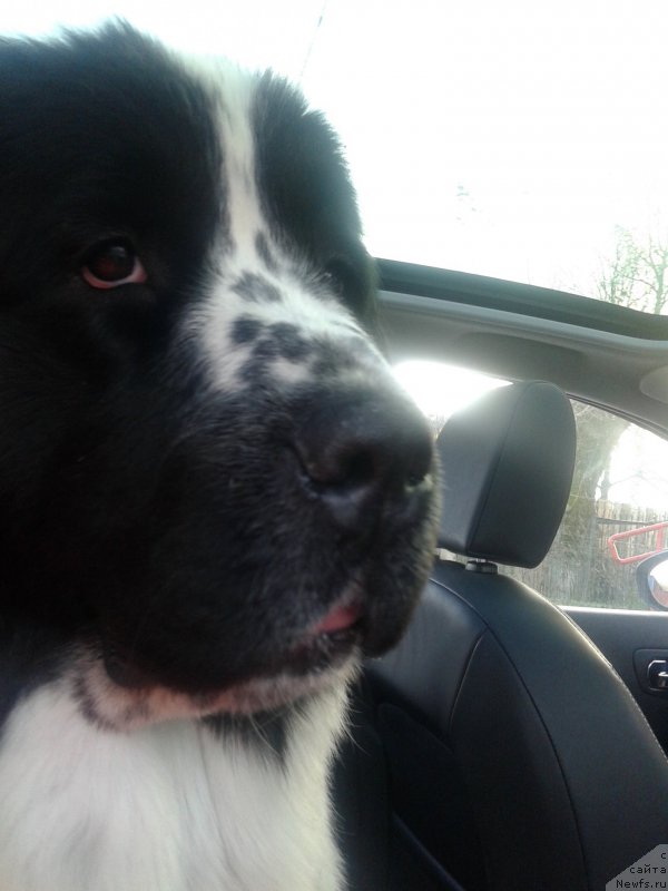 Фото: ньюфаундленд Flyufi Avalanch Paradoks (Флюфи Аваланч Парадокс)