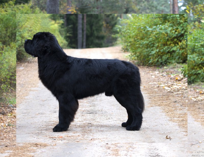 Фото: ньюфаундленд Smigar Liverpulsiy Chetvertak (Смигар Ливерпульский Четвертак)
