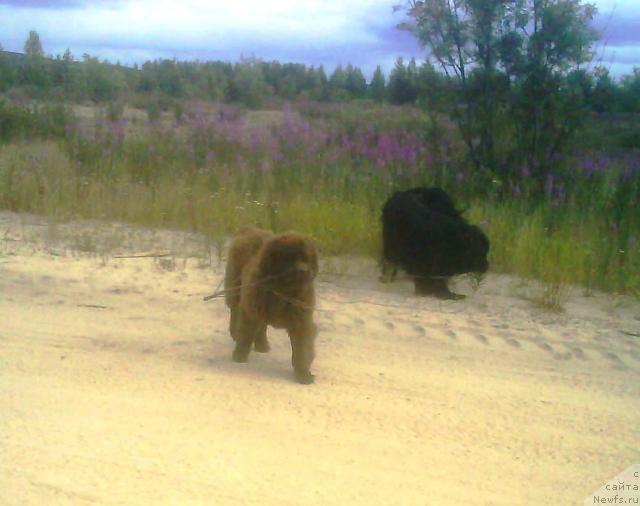 Фото: ньюфаундленд Zenon Zacharovannyiy Princ (Зенон Зачарованный Принц), ньюфаундленд Bavariya (Бавария)