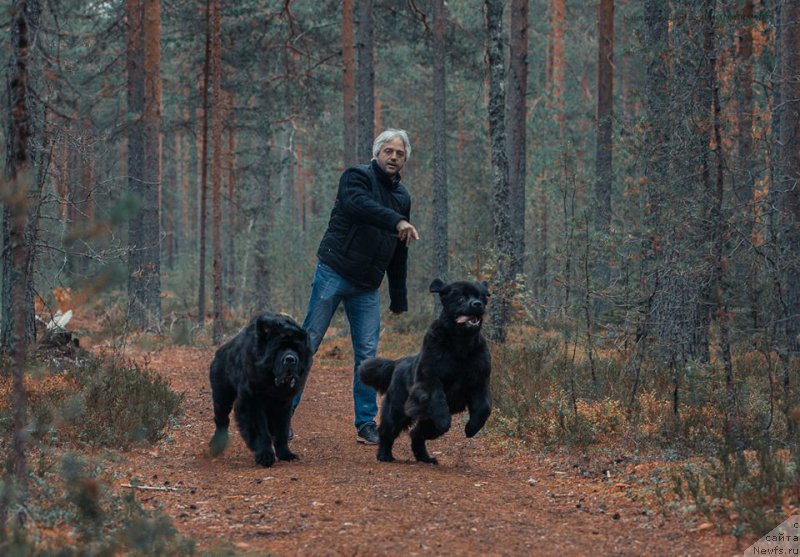 Фото: ньюфаундленд Smigar Liverpulsiy Chetvertak (Смигар Ливерпульский Четвертак), ньюфаундленд New Beothuks Gold for Smigar