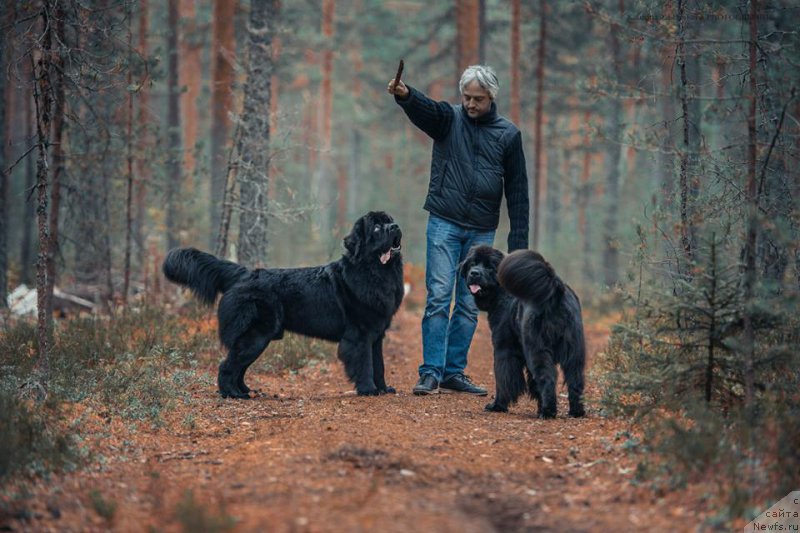 Фото: ньюфаундленд Smigar Liverpulsiy Chetvertak (Смигар Ливерпульский Четвертак), ньюфаундленд New Beothuks Gold for Smigar