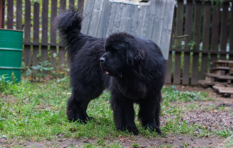 Фотография № 165339