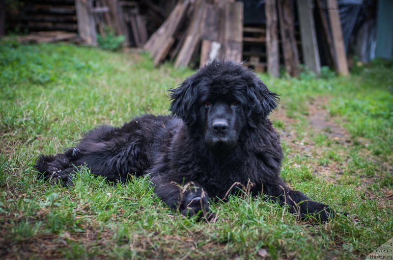 Фотография № 165341