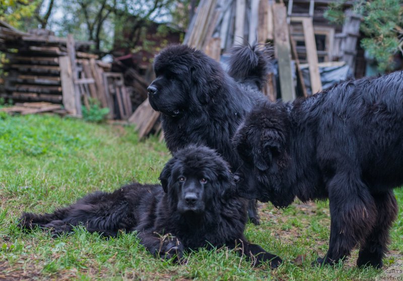 Фотография № 165342