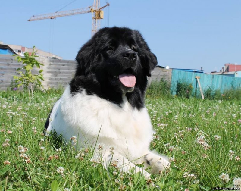 Фото: ньюфаундленд Flyufi Avalanch Panaceya (Флюфи Аваланч Панацея)