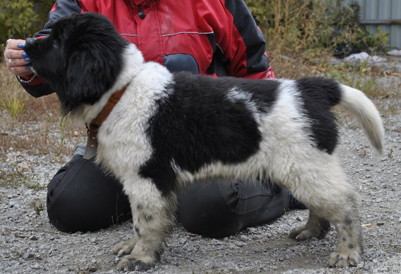 Фотография № 165357