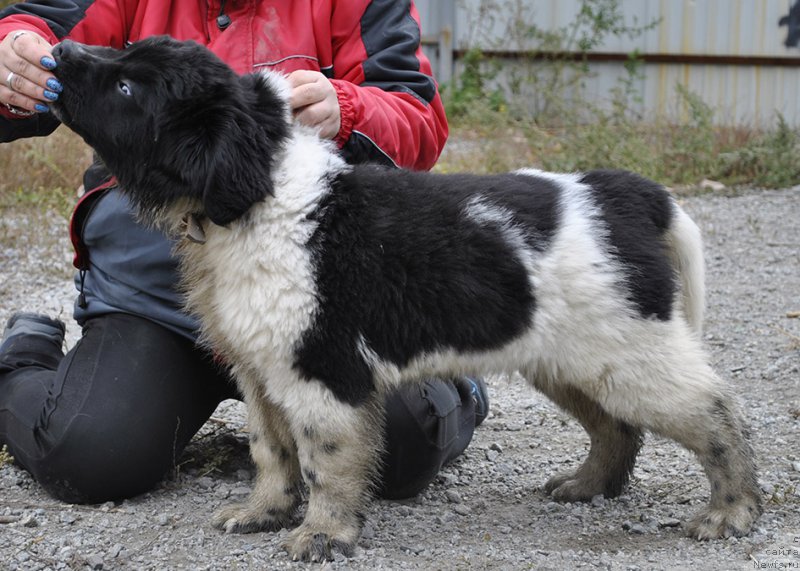 Фотография № 165358