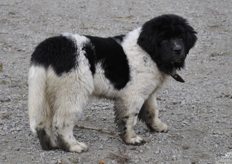 Фотография № 165361