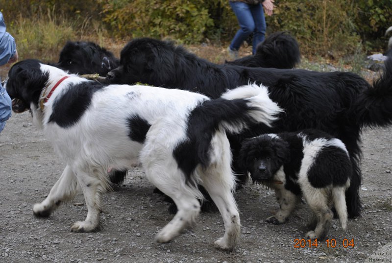 Фотография № 165363