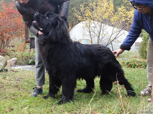 Фото: ньюфаундленд Moon Brook Good As Gold (Моон Броок Гоод Ас Голд)