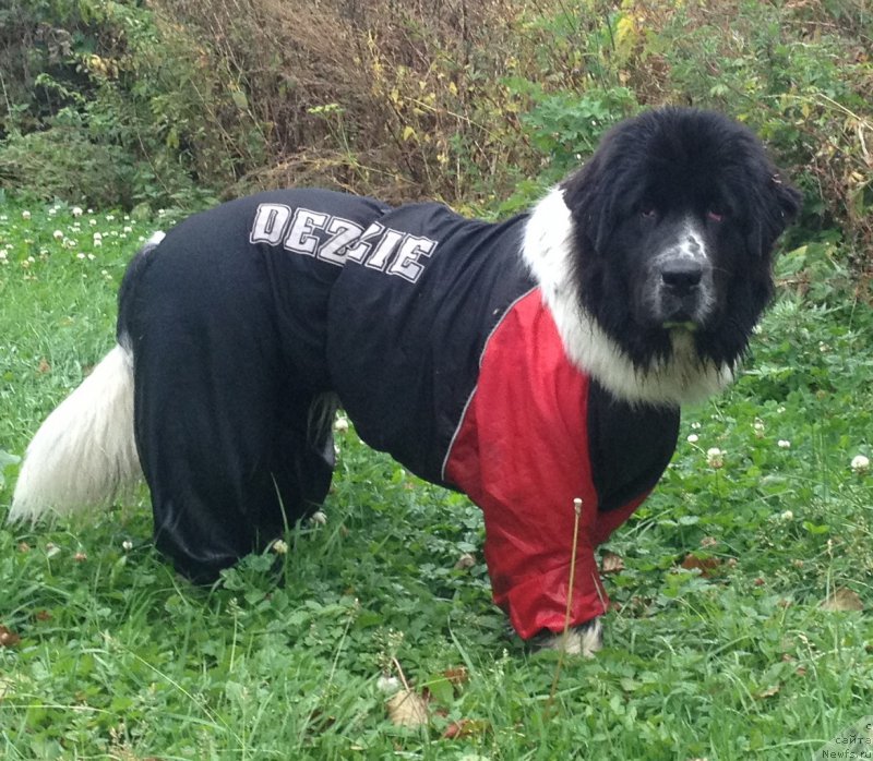 Фото: ньюфаундленд Sent Djons Isida (Сент Джонс Исида)