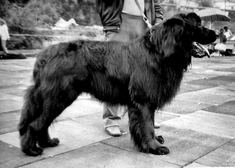 Фото: ньюфаундленд Black Familys Charly