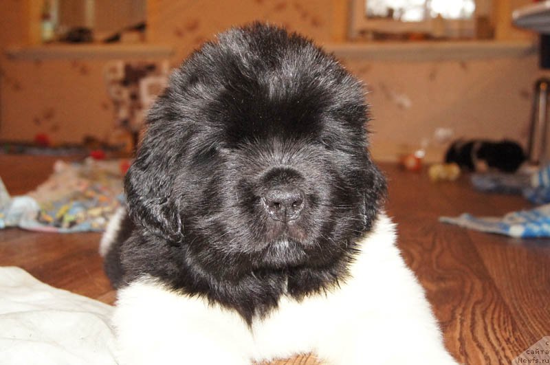 Фото: ньюфаундленд Super Bizon Maybah (Супер Бизон Майбах)