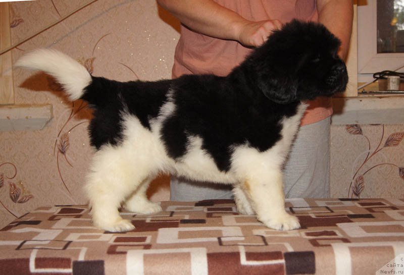 Фото: ньюфаундленд Super Bizon Maybah (Супер Бизон Майбах)