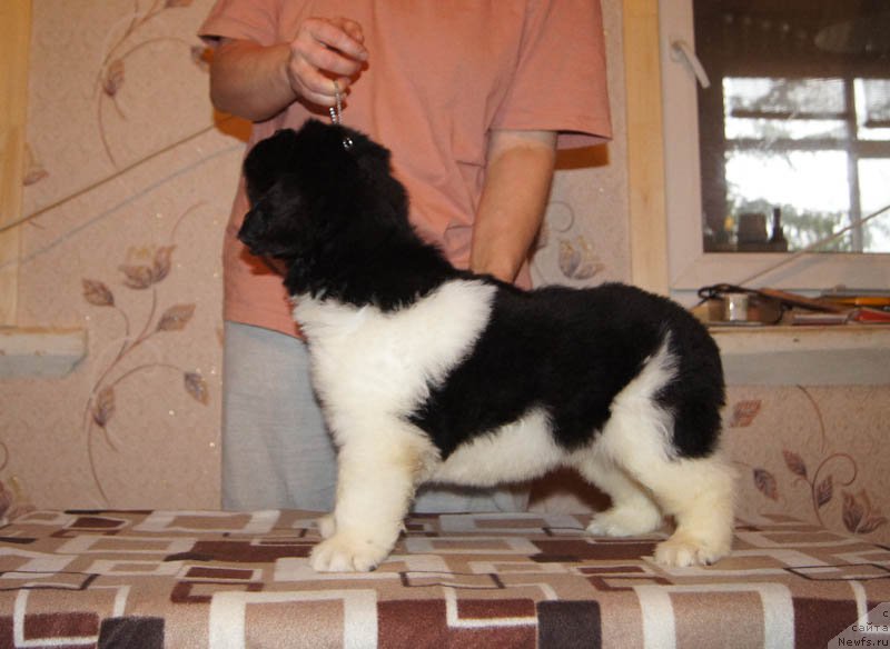 Фото: ньюфаундленд Super Bizon Maybah (Супер Бизон Майбах)