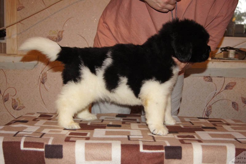 Фото: ньюфаундленд Super Bizon Maybah (Супер Бизон Майбах)