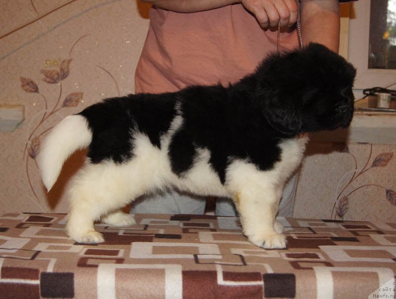 Фото: ньюфаундленд Super Bizon Maybah (Супер Бизон Майбах)