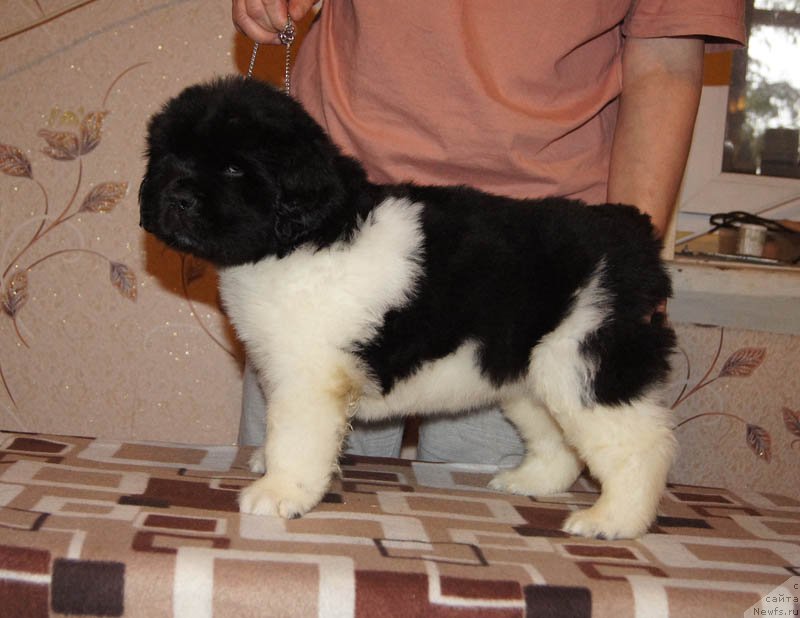 Фото: ньюфаундленд Super Bizon Maybah (Супер Бизон Майбах)