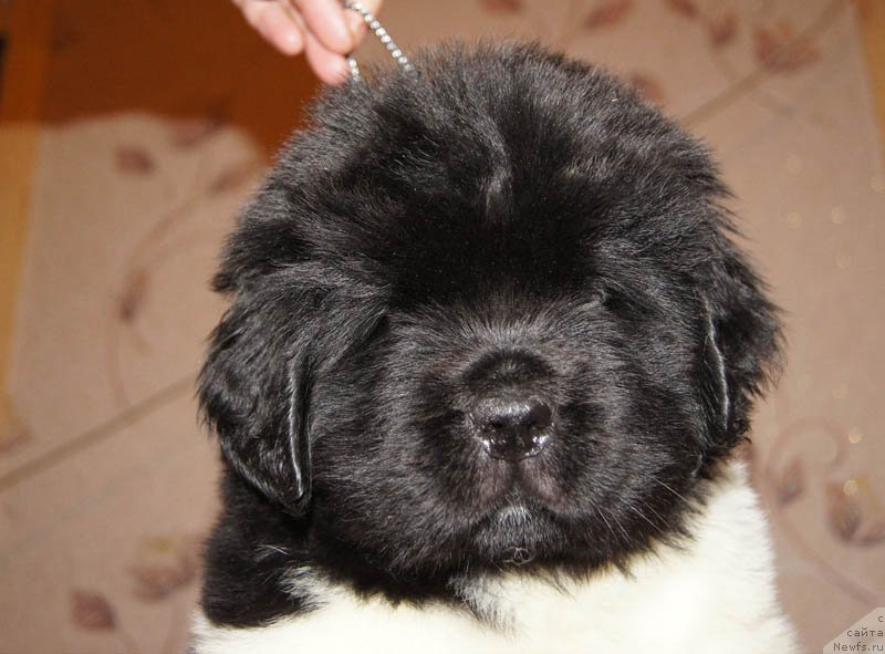 Фото: ньюфаундленд Super Bizon Maybah (Супер Бизон Майбах)