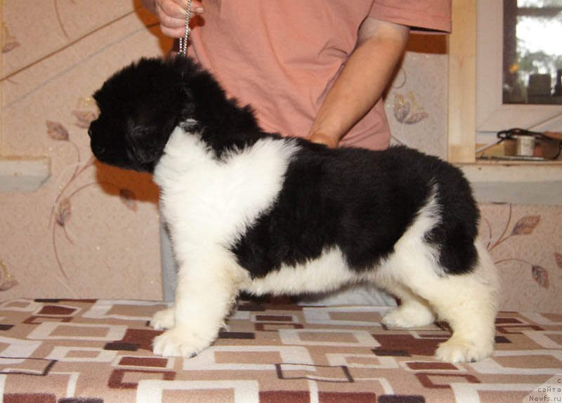 Фото: ньюфаундленд Super Bizon Maybah (Супер Бизон Майбах)