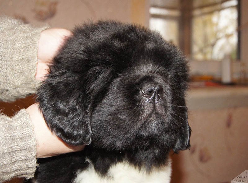 Фото: ньюфаундленд Super Bizon Maybah (Супер Бизон Майбах)