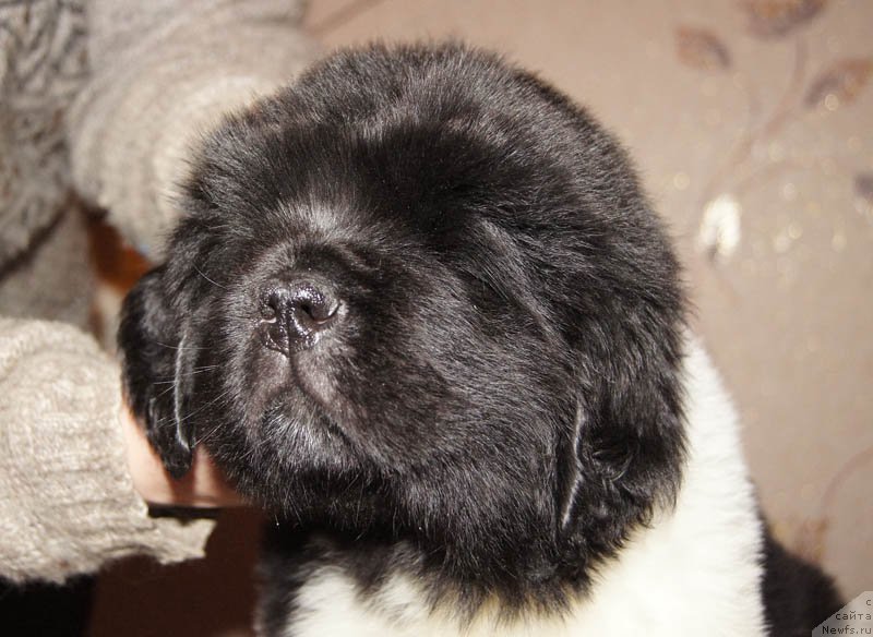 Фото: ньюфаундленд Super Bizon Maybah (Супер Бизон Майбах)