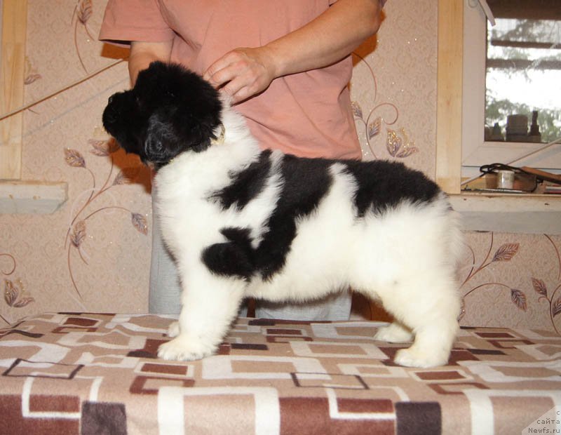 Фото: ньюфаундленд Super Bizon Miroslava (Супер Бизон Мирослава)