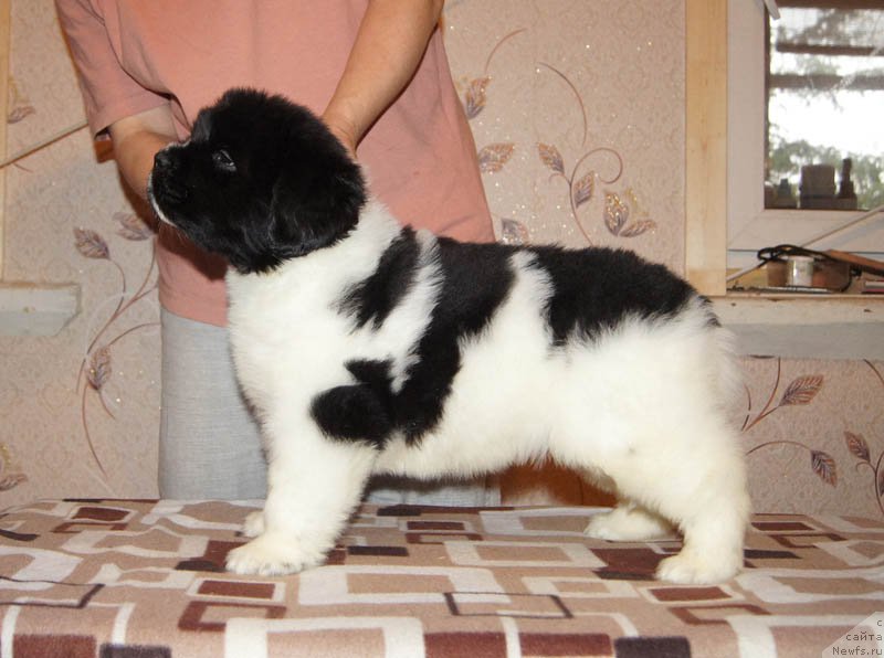 Фото: ньюфаундленд Super Bizon Miroslava (Супер Бизон Мирослава)