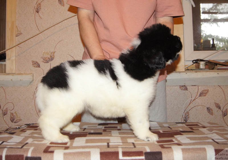 Фото: ньюфаундленд Super Bizon Miroslava (Супер Бизон Мирослава)