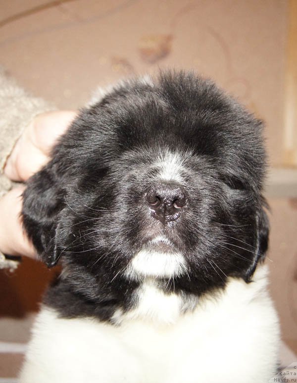 Фото: ньюфаундленд Super Bizon Miroslava (Супер Бизон Мирослава)