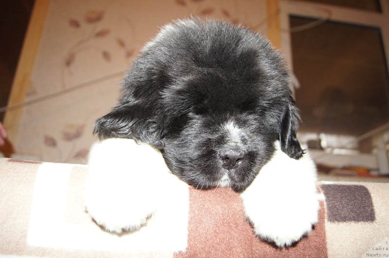 Фото: ньюфаундленд Super Bizon Miroslava (Супер Бизон Мирослава)