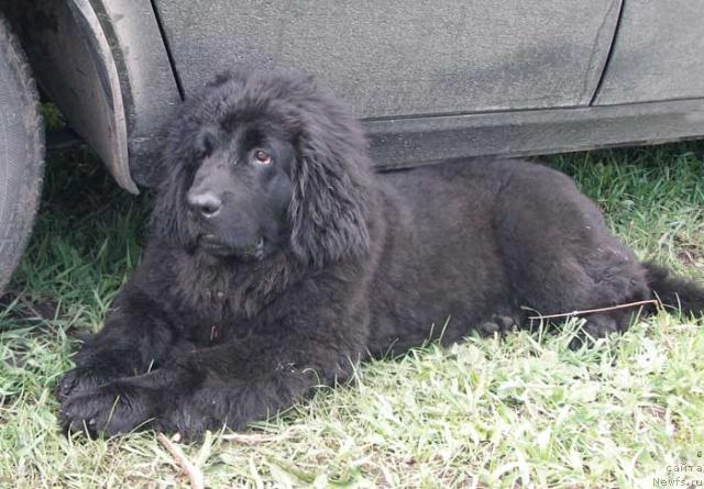 Фото: ньюфаундленд Lesnaya Skazka Roza CHernaya (Лесная Сказка Роза Черная)