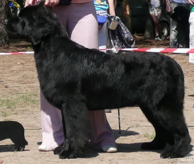 Фото: ньюфаундленд Rokot Volny Varga Kara Ayular (Рокот Волны Варга Кара Аюлар)