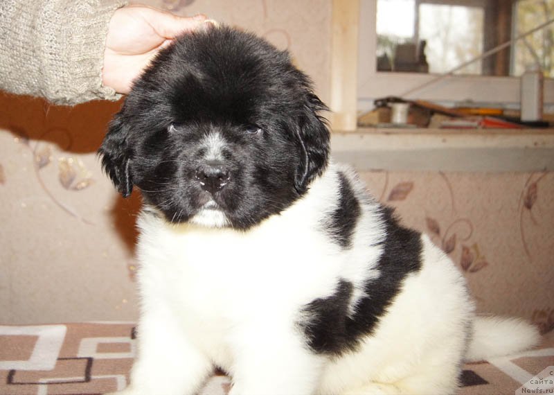 Фото: ньюфаундленд Super Bizon Miroslava (Супер Бизон Мирослава)