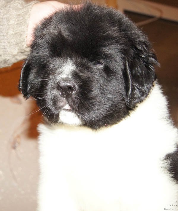 Фото: ньюфаундленд Super Bizon Miroslava (Супер Бизон Мирослава)